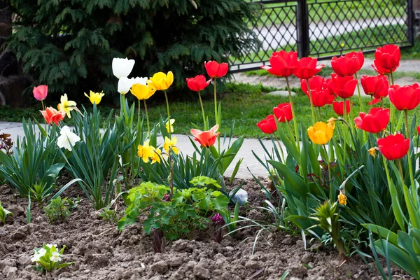 Tulipes pleines de couleurs — Photo