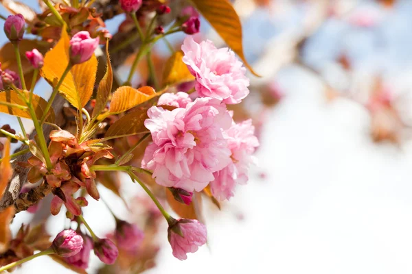 Sakura kwitnący — Zdjęcie stockowe