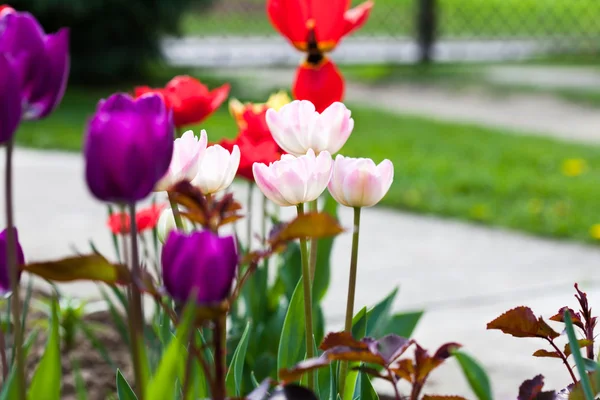 Barevná tulipány — Stock fotografie