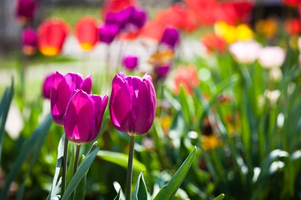 Фіолетовий тюльпани — стокове фото