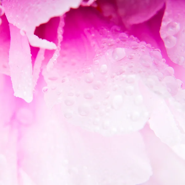 Pink peony — Zdjęcie stockowe