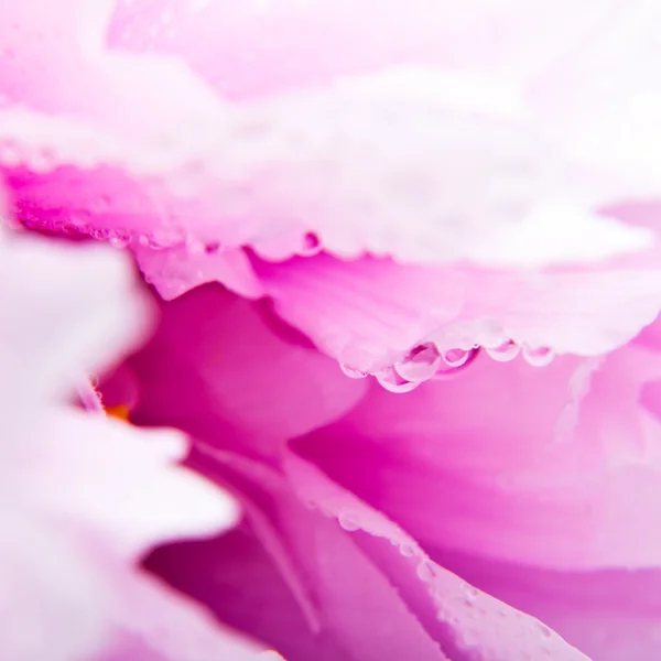 粉色牡丹 — 图库照片