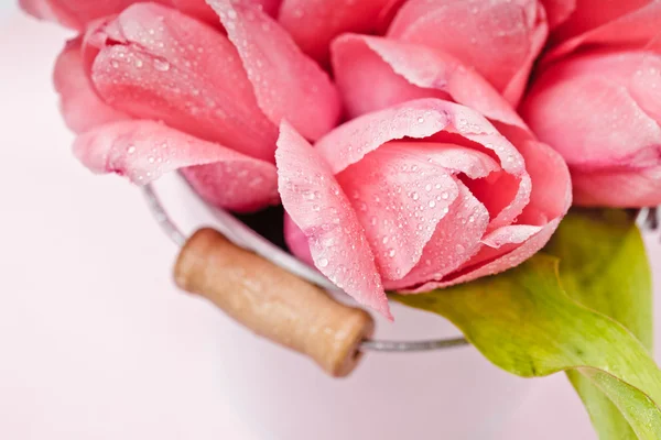 Rosa Tulpen — Stockfoto