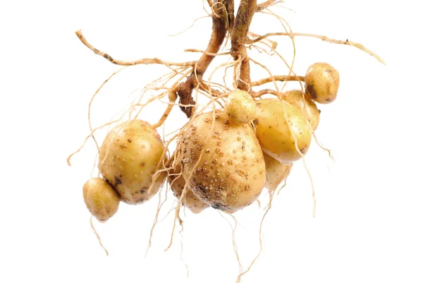 Patata con raíz —  Fotos de Stock