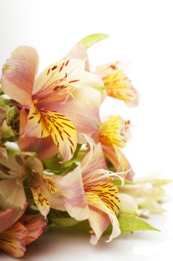 izole alstroemeria