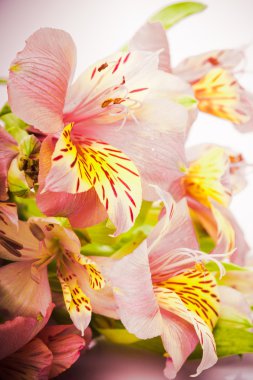 pembe alstroemeria izole