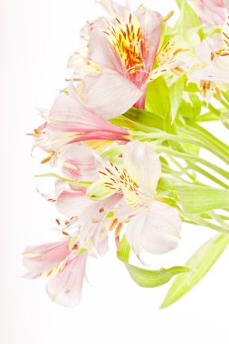 pembe alstroemeria izole