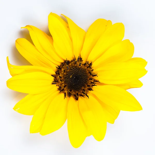 Bunga matahari terisolasi — Stok Foto