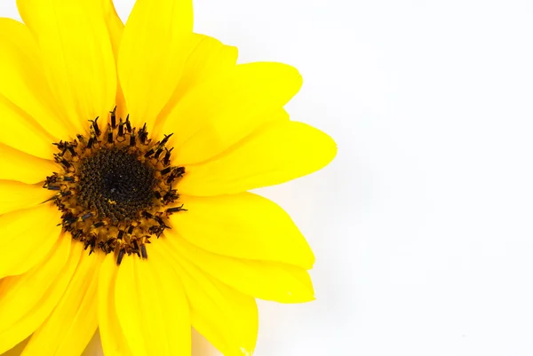 Słonecznik na białym tle — Zdjęcie stockowe