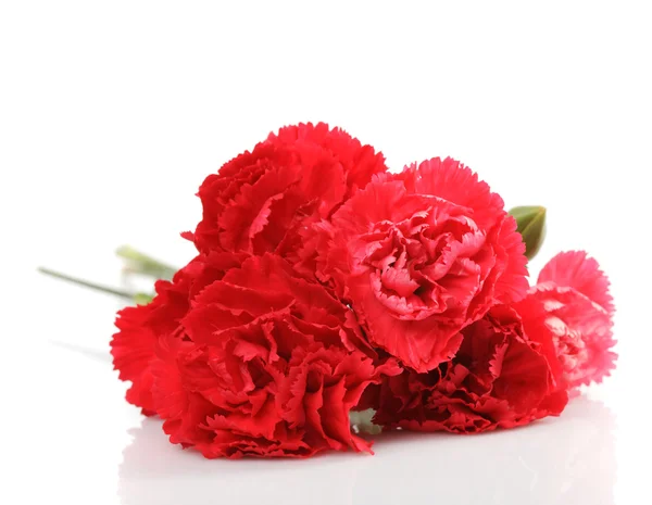 红色康乃馨鲜花 — 图库照片