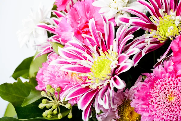Pink aster background — Stock Photo, Image