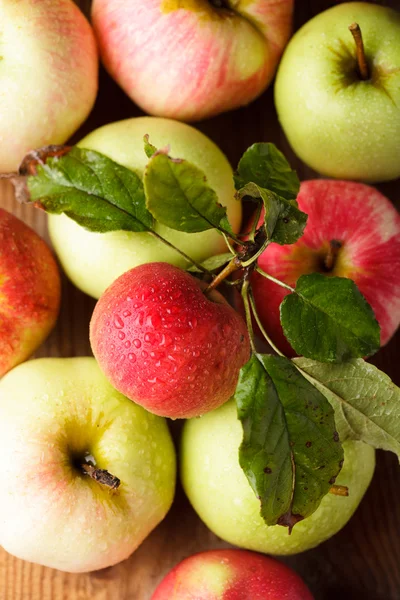 Äpplen gröda — Stockfoto