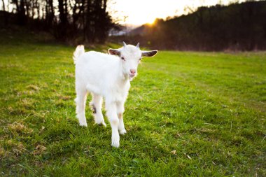 Goatling clipart