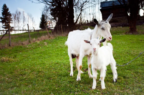 山羊和 goatling — 图库照片