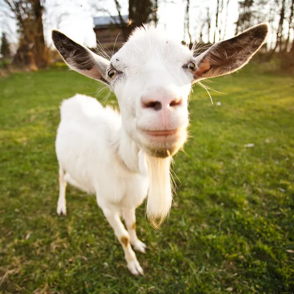 Искаженная коза — стоковое фото