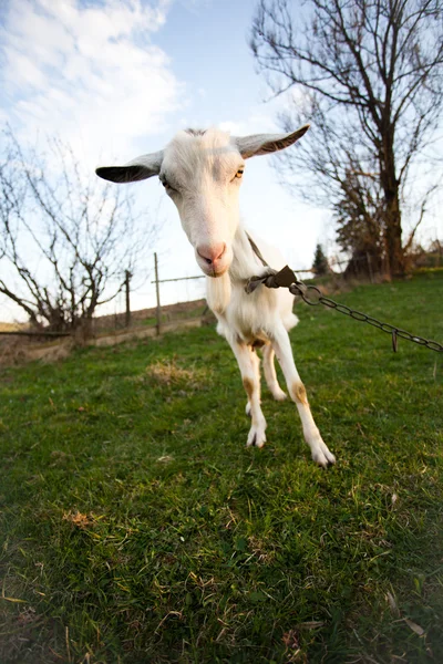 Çarpık keçi — Stok fotoğraf