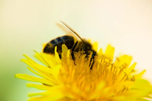 Бджола на кульбаба — стокове фото