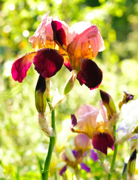 Irisi viola — Foto Stock