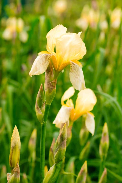 Irisis żółty — Zdjęcie stockowe