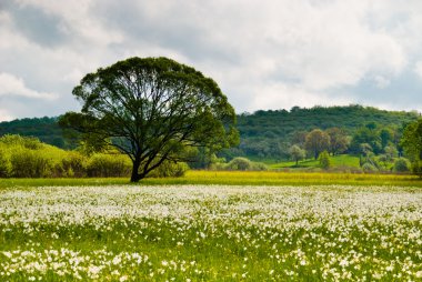 vahşi narcissies Milli Parkı