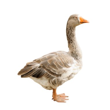 Goose isolated clipart