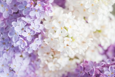 Lilac background clipart