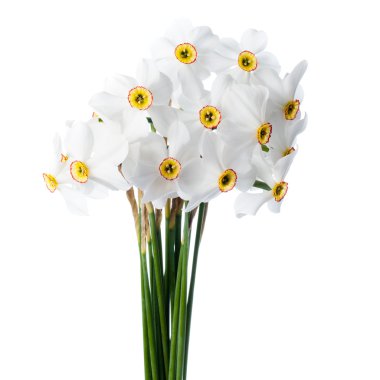 Narcissuses