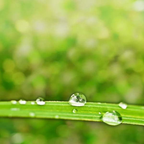 Rugiada precoce su erba verde — Foto Stock