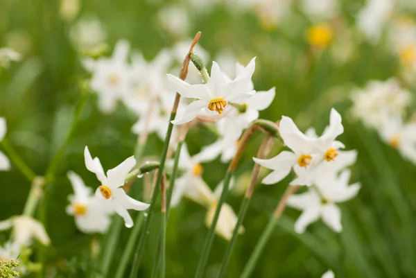 National park of wild narcissies — Stock Photo, Image