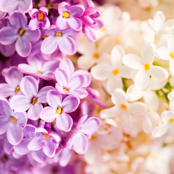 Lilac pozadí — Stock fotografie