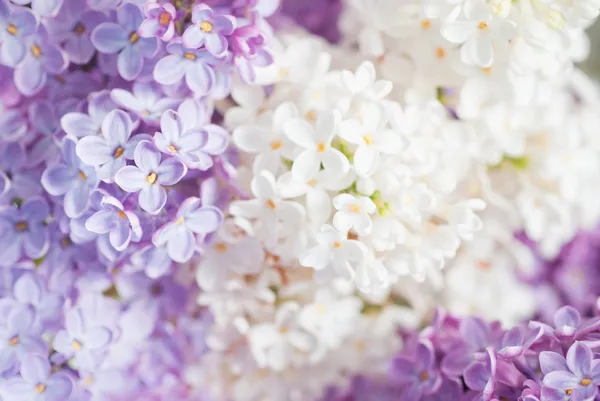 Lilac achtergrond — Stockfoto