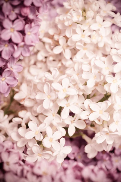 Bakgrund till Lilac — Stockfoto