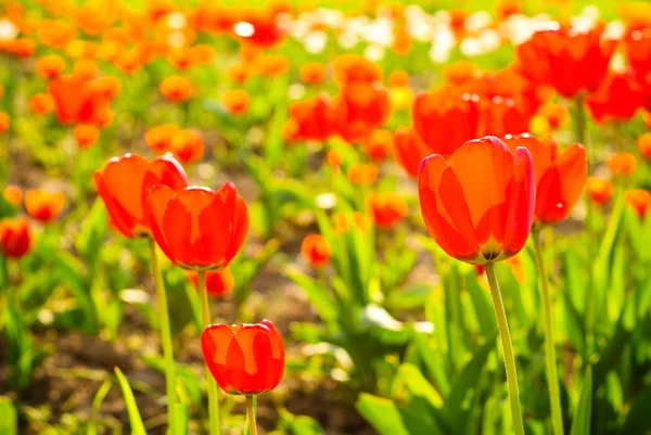 Pole czerwone tulipany — Zdjęcie stockowe
