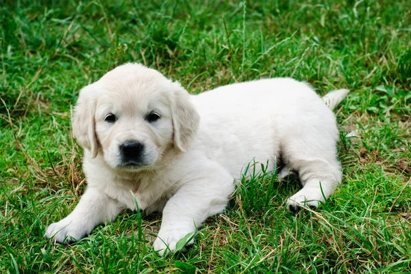 Gouden retriever — Stockfoto