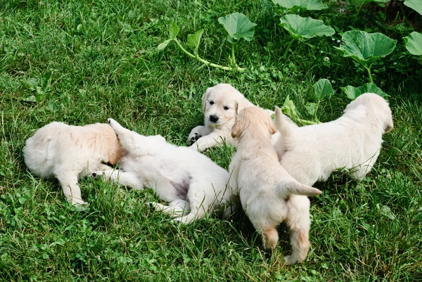 Играющие щенки — стоковое фото