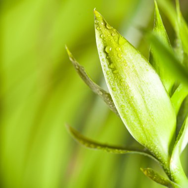 Yeşil Bambu