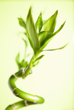 Yeşil Bambu