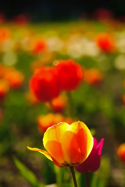 Pole czerwone tulipany — Zdjęcie stockowe