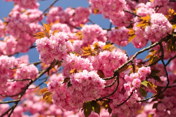 Sakura цвітіння — стокове фото