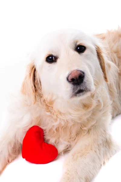 Golden retriever puppy isolated — Stock Photo, Image
