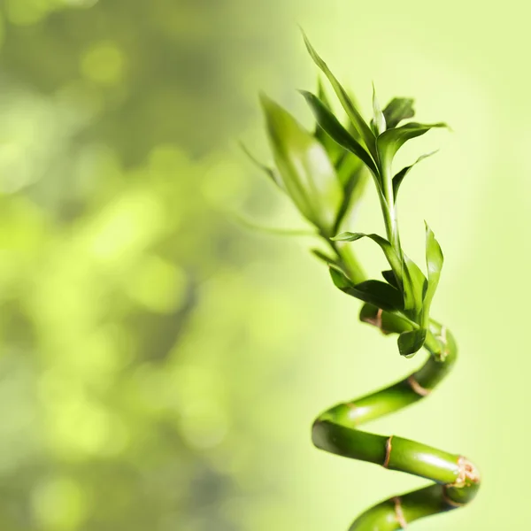 Bambú verde — Foto de Stock