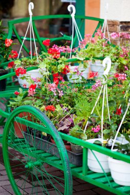 Flower'ın pazar açık