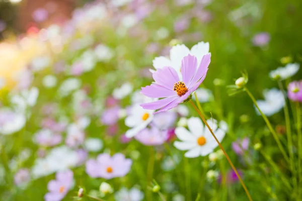गुलाबी कॉस्मोस फुले — स्टॉक फोटो, इमेज