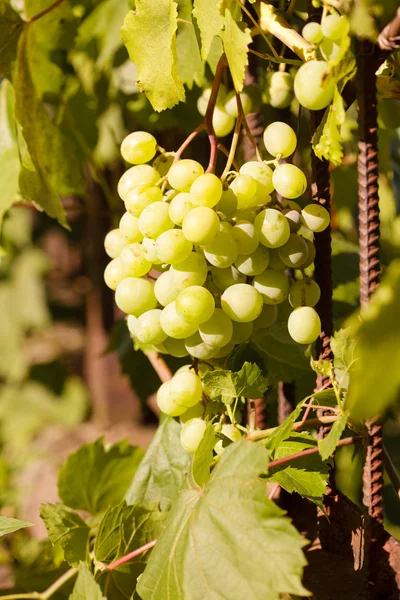 stock image Bunch of grapes