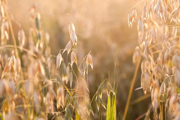 Oat in the field — Stock Photo, Image