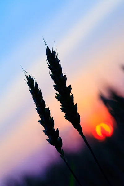 Silueta de trigo — Foto de Stock
