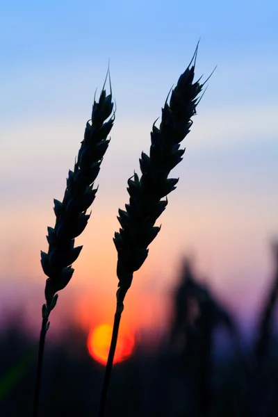 Пшениця силует — стокове фото