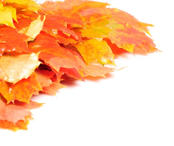 Maple leaves frame — Stockfoto
