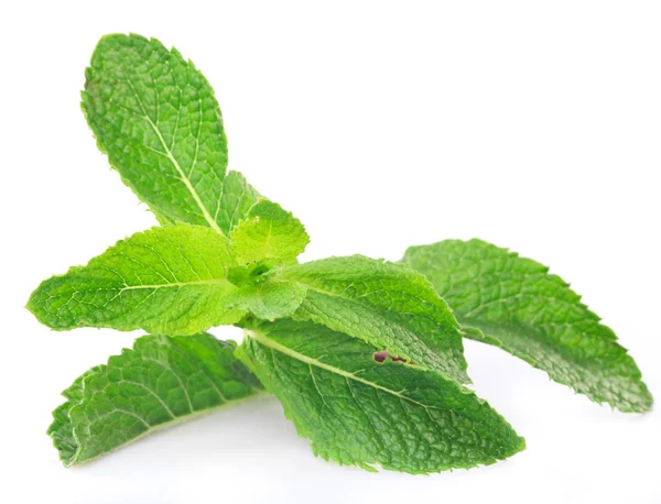 Mint twig — Stock Photo, Image