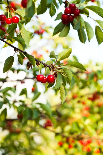 Frutas de cereza —  Fotos de Stock